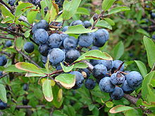 Prunelle, olive du nord