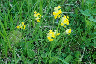 Primevère officinale
