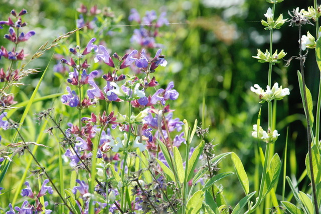 La Sauge salvia officinalis