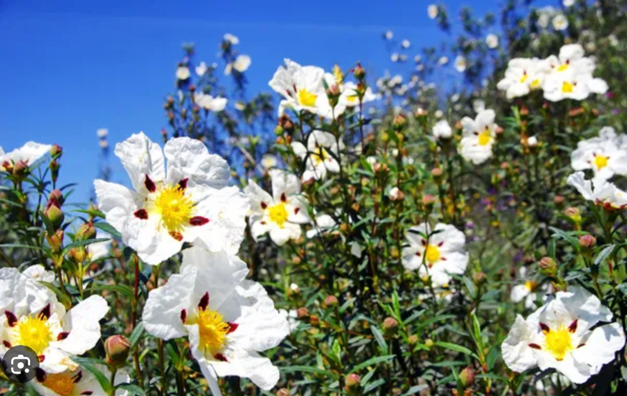 CISTE LADANIFERE (CISTUS LADANIFERUS) DE LA FAMILLE DES CISTACEES