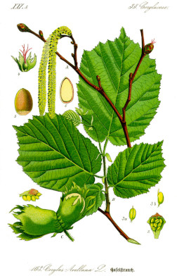 Le noisetier - Corylus avellana - Famille des Bétulacées