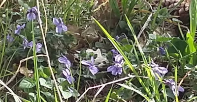 liqueur de violette