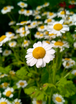HUILE ESSENTIELLE DE CAMOMILE MATRICAIRE