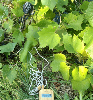 La vigne
