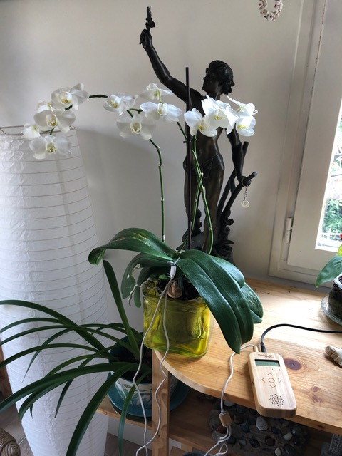 Variation d'orchidée blanche et rose