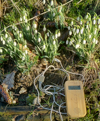 Perce neige à l'entrée du jardin