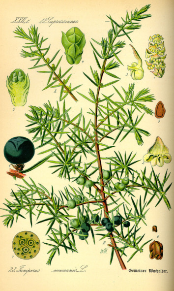 Genévrier - Juniperus communis 