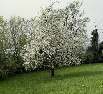 cerier en fleur