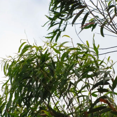 HUILE ESSENTIELLE D'EUCALYPTUS CITRONNÉ