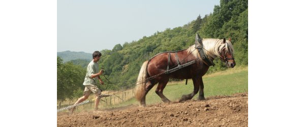 Dans la tête d'un cheval