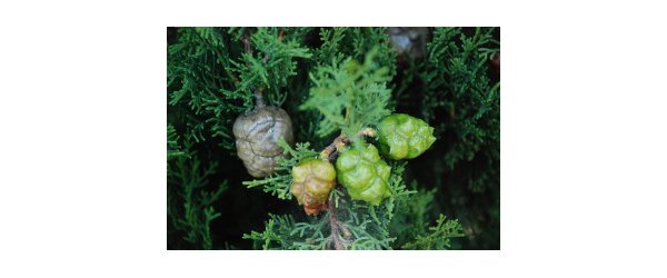 Cyprès - Cupressus sempervirens