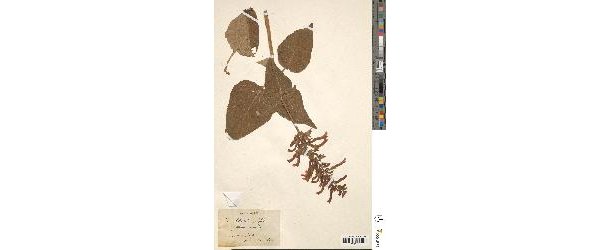 Un chantier de numérisation et de sécurisation des collections de l'herbier de Montpellier a été porté par Recolnat et piloté par le Museum d'histoire naturelle de Paris.