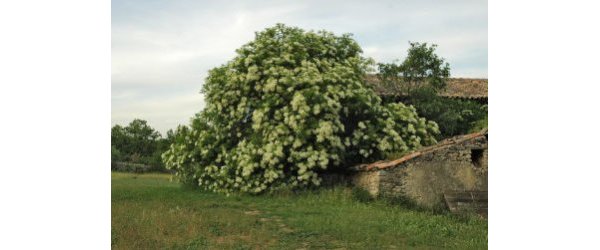 Le sureau Sambucus nigra Famille des Caprifoliacées