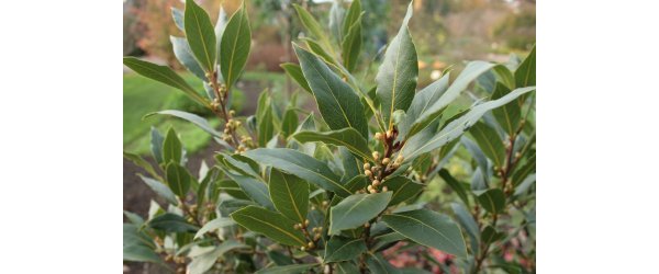 Laurier commun ou Laurus nobilis (Lauracées)