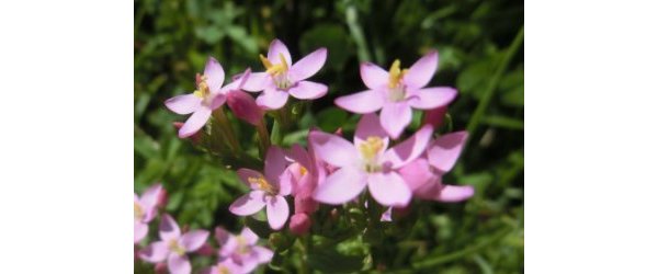 Formation compléte aux élixirs floraux 2024-2025 modules BACH (Validation fédération Edelweiss pour chaque module)