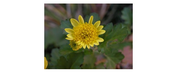 Feuille de la sauge novembre 2024