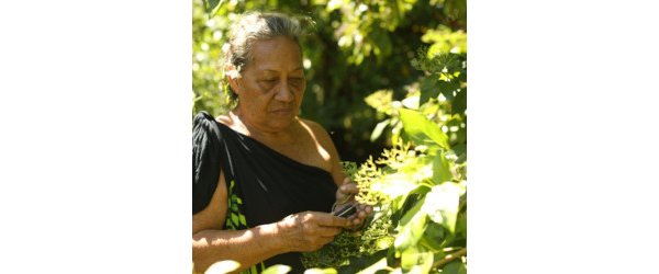 Le laboratoire d'idées : les trésors oubliés des plantes médicinales