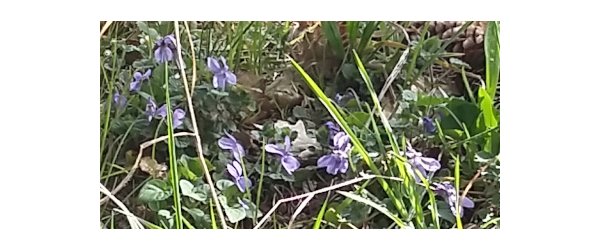 liqueur de violette