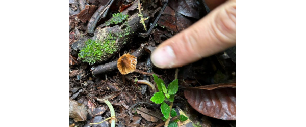 Comment un procès sur les droits de la nature a conduit à la découverte d'un champignon hallucinogène en Équateur
