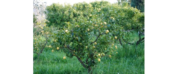 L'huile essentielle de citron Citrus limon 