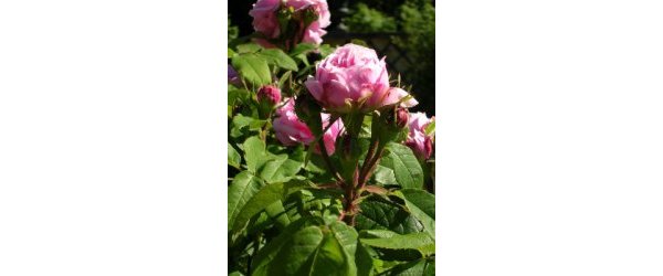 La rose de damas et son huile essentiel