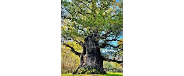 Le Chêne