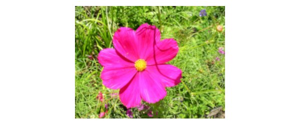 Formation compléte aux élixirs floraux 2024-2025 module DEVA (Validation fédération Edelweiss pour chaque module)