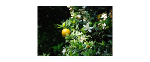 3 HE de citrus aurantoum