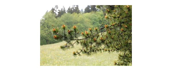 Pin sylvestre - Pinus sylvestris - Famille de Pinacées