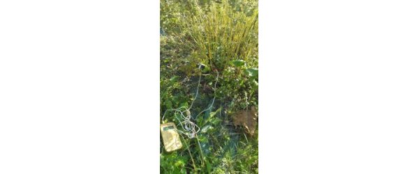 la mélisse en automne