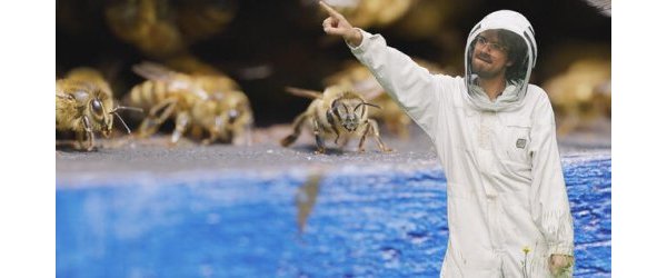 L'intelligence majuscule des insectes minuscules