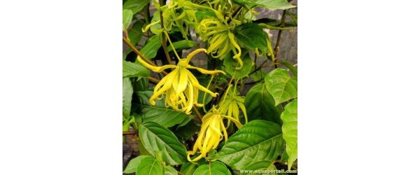 Huile Essentielle d'Ylang-Ylang ou Cananga odorata