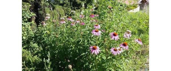 ECHINACEE POURPRE – Echinacea purpurea ou Rudbeckia purpurea