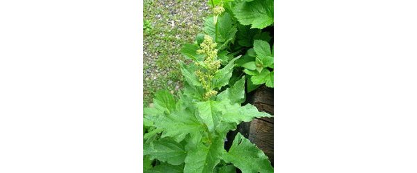 Chénopode bon-Henri