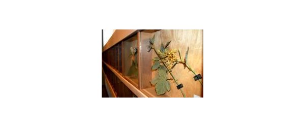 maison des plantes médicinales