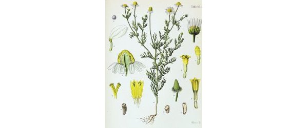 La Camomille matricaire Chamomilla matricaria ou C. recutita