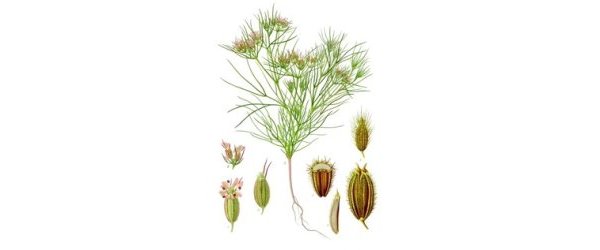 LE CUMIN (Cuminum cyminum L.)