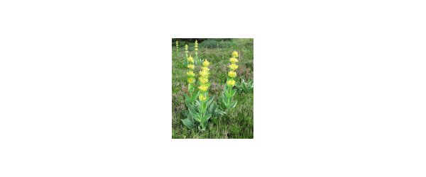 Caractéristiques botaniques, écosystème et facteurs menaçant la survie de l'espèce Gentiana lutea