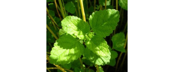 Initiation à l'usage traditionnel des plantes médicinales