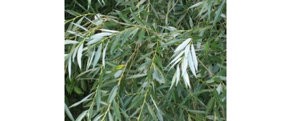 Le saule blanc