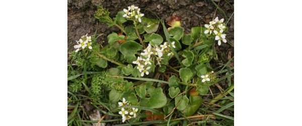 la cochléaire officinale, qui mérite un coup de lumière.