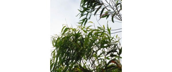 HUILE ESSENTIELLE D'EUCALYPTUS CITRONNÉ