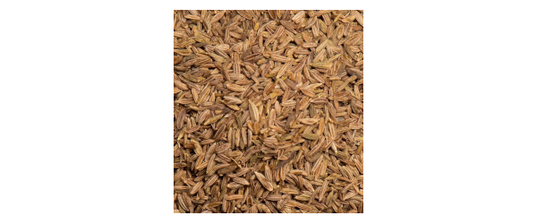 Cumin (Cuminum cyminum L.) : Revue de son ethnopharmacologie, phytochimie