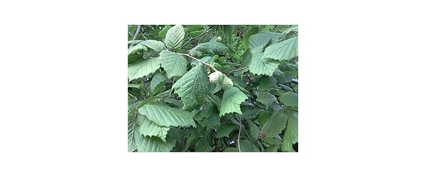 feuille de la sauge septembre 2024