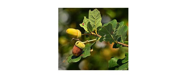 La feuille de la sauge mars 2025