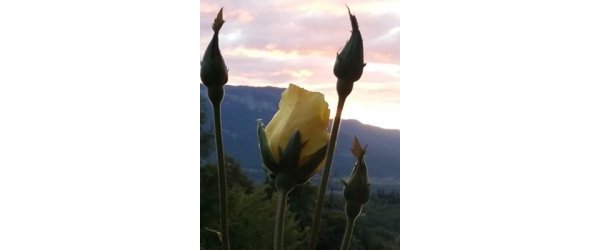 La feuille de la sauge de février 2025