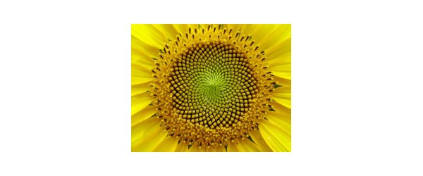 Le pollen de tournesol, un antiparasitaire naturel pour les bourdons