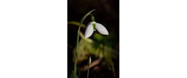 Perce neige Galanthus nivalis