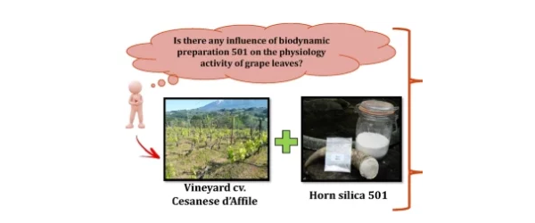La préparation biodynamique 501 a-t-elle une influence sur l'activité physiologique des feuilles de vigne ?