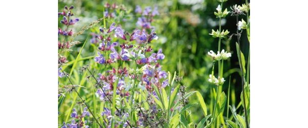 La Sauge salvia officinalis